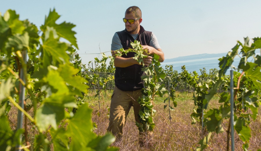 à propos des caves de la béroche, neuchâtel, vignes, vin rouge, vin blanc, vin bio, vin suisse, vins primés, vins authentiques, vins de qualité, domaine des coccinelles, produits du terroir, oeil de perdrix, vin non-filtré, pinot noir, pinot noir neuchâtel, vins bios, vin nature